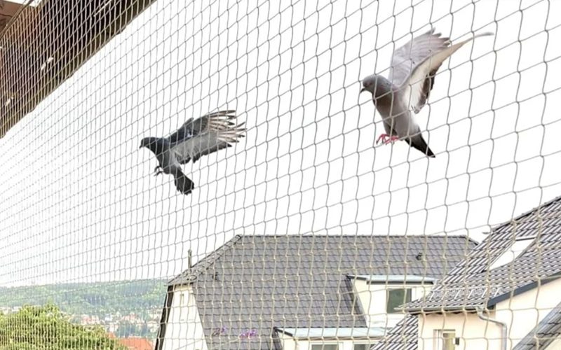 Pigeon Safety Net