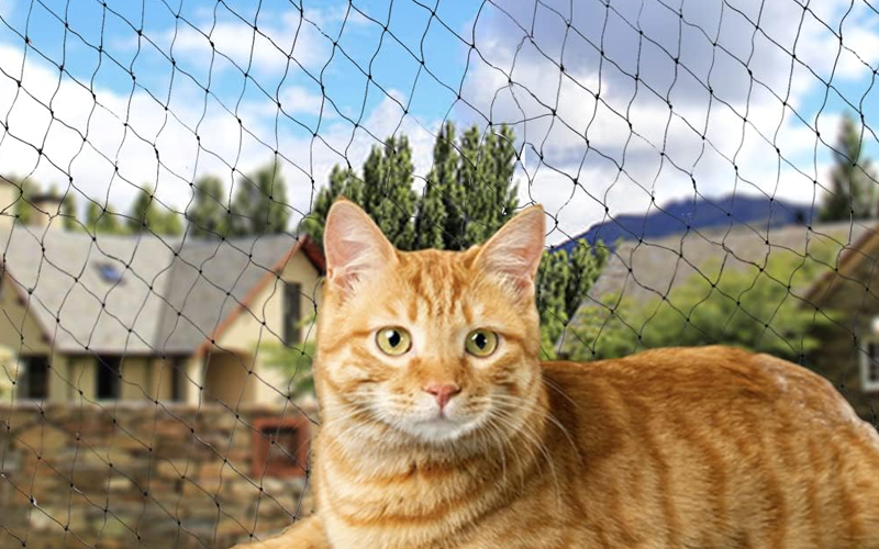 Cat Safety Net